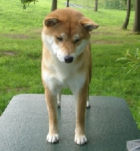 Sachi 02 DSC01607_0.jpg